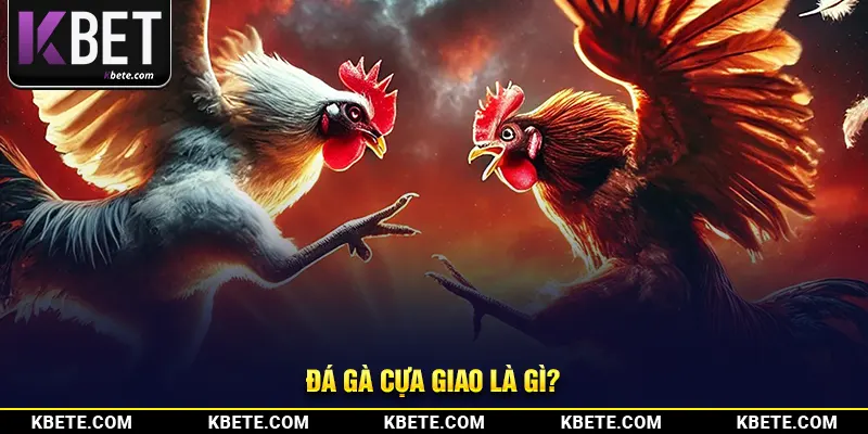 Đá gà cựa giao là gì?