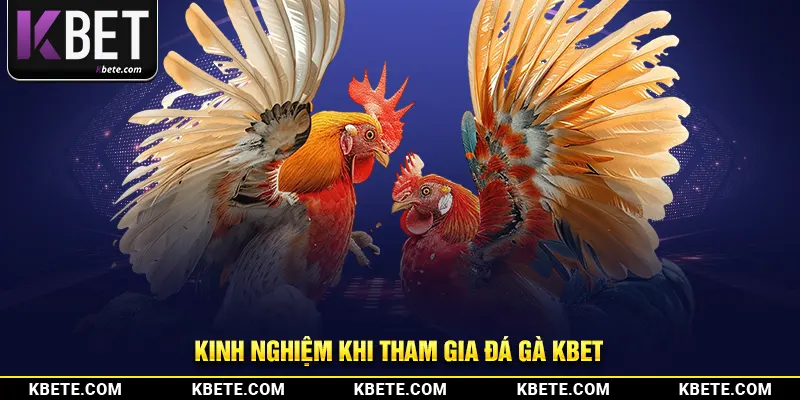 Kinh nghiệm khi tham gia đá gà kbet