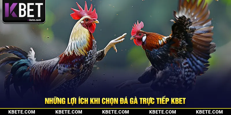 Những lợi ích khi chọn đá gà trực tiếp kbet
