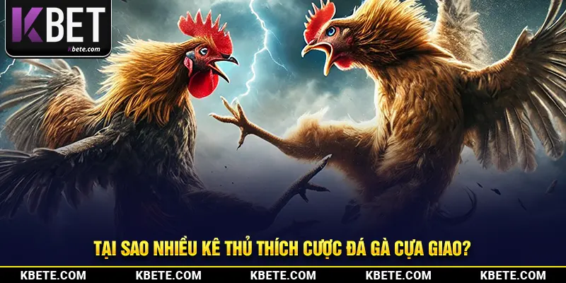 Tại sao nhiều kê thủ thích cược đá gà cựa giao?